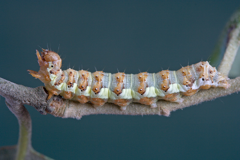 Larva da determinare - Microlepidottero?